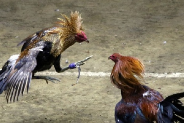What is Cockfighting? Which bookmarker is playing reputable betting?