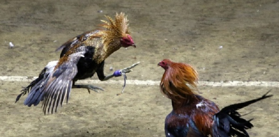 Cockfighting 3